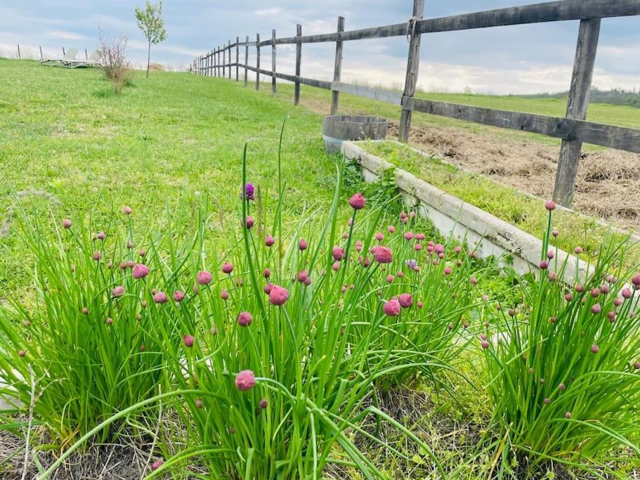 Mimi Vendeghaz Villa Balatonlelle Kültér fotó